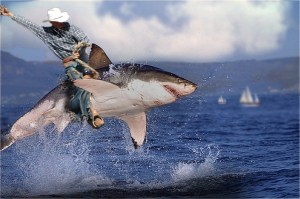 rodeo-shark
